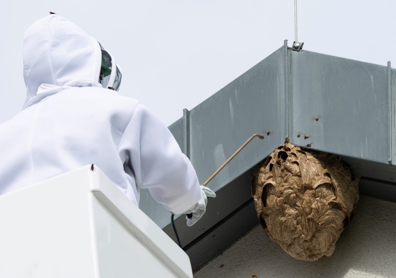 EN FINIR AVEC LES NUISIBLES : UNE SOLUTION EFFICACE ET DURABLE AVEC SEFFICA